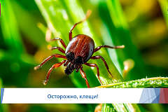 Опасность клещей: как защититься и  что делать при укусе